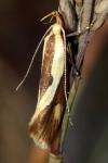 Harpella forficella