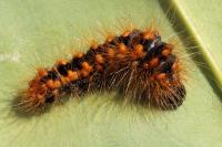 Acronicta auricoma