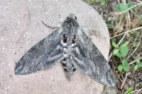 Agrius convolvuli