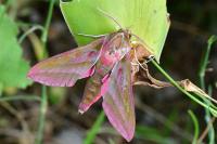 Deilephila elpenor