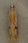 Catoptria pinella