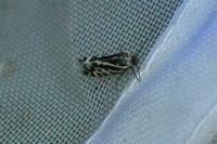 Emmelia trabealis