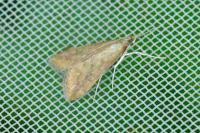 Udea ferrugalis