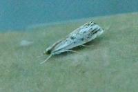 Catoptria verellus