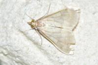 Ostrinia nubilalis