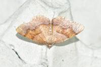 Plagodis pulveraria