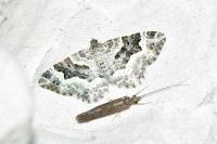 Epirrhoe alternata