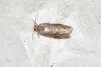 Endothenia