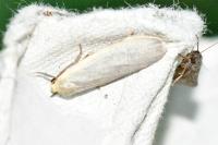 Collita griseola