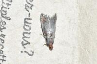 Acrobasis advenella