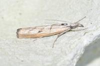 Agriphila geniculea/inquinatella