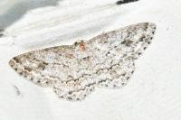 Ectropis crepuscularia
