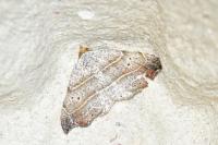 Laspeyria flexula