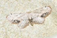 Idaea dimidiata