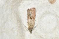 Celypha striana