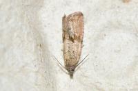 Celypha striana