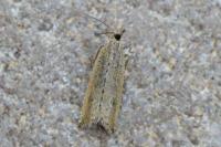 Bactra