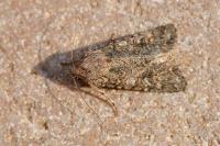 Anarta trifolii