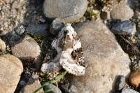 Pseudeustrotia candidula