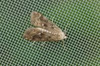 Parapoynx stratiotata