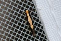 Monopis obviella