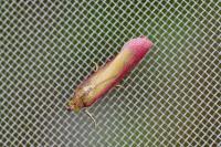 Oncocera semirubella