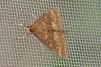 Ostrinia nubilalis