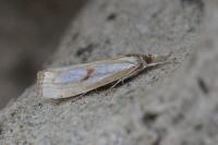 Catoptria pinella
