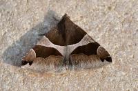 Dysgonia algira