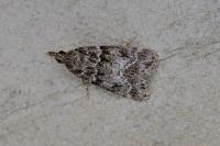 Eudonia mercurella