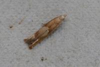 Eucosma conterminana