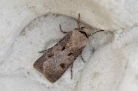 Agrotis exclamationis exclamationis