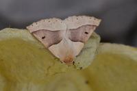 Crocallis elinguaria