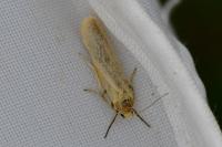 Indalia pygmaeola pallifrons