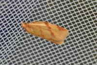 Clepsis pallidana