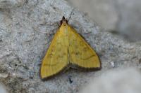 Mecyna flavalis