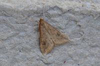 Udea ferrugalis