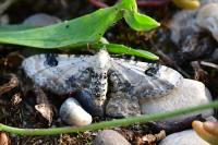 Eupithecia centaureata