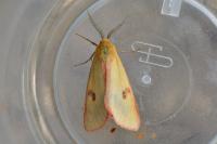 Diacrisia sannio
