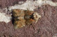 Mesoligia furuncula
