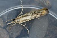 Catoptria falsella