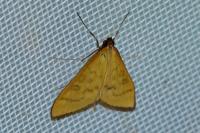 Mecyna flavalis