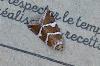 Deltote bankiana