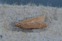 Helcystogramma rufescens