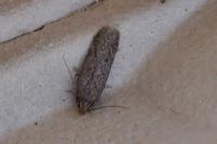 Depressaria