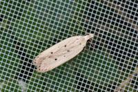Nothris verbascella