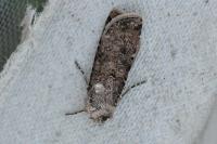 Agrotis segetum