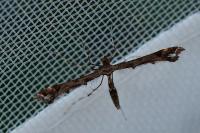 Amblyptilia acanthadactyla
