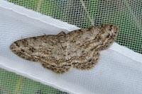 Ectropis crepuscularia