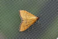 Mecyna flavalis